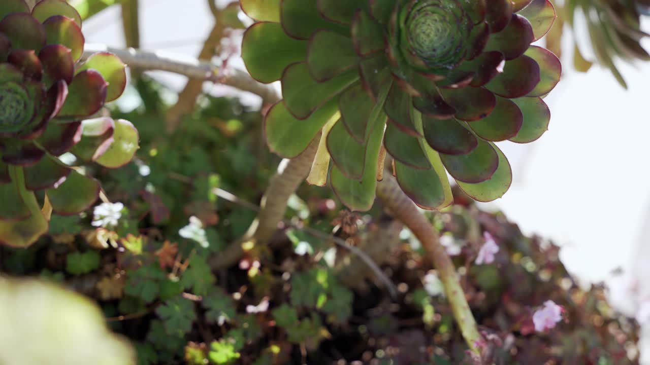 Closeup of a green plant in the summer