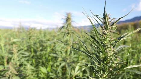 Hemp-plant-closeup-shot-over-the-hemp-plantation-in-the-windy-morning,-static