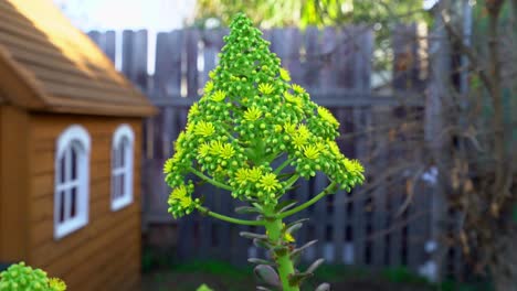 aeonium 벨루어 꽃 슬로우 모션 클로즈업 확대