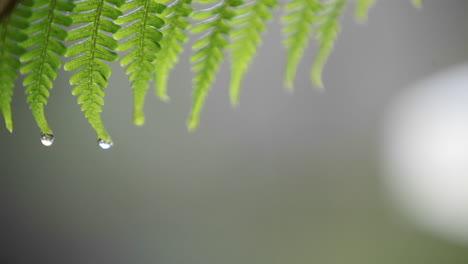 drops of water clinging to the tip of a leaf