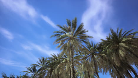 palmeras bajo un cielo vibrante