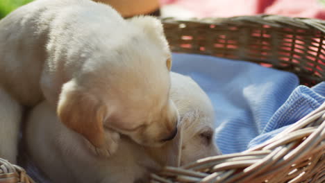 vista cercana de dos lindos cachorros labrador jugando en una canasta sobre una manta en el parque