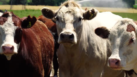 primer plano de un rebaño de vacas en un campo extenso mientras se riega