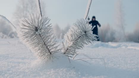 winter scene with pine branches and skier