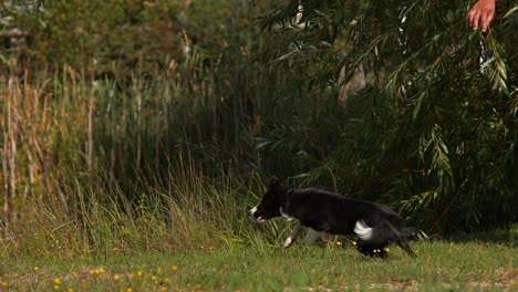 perro border collie, joven macho corriendo en el césped, normandía, movimiento lento 4k