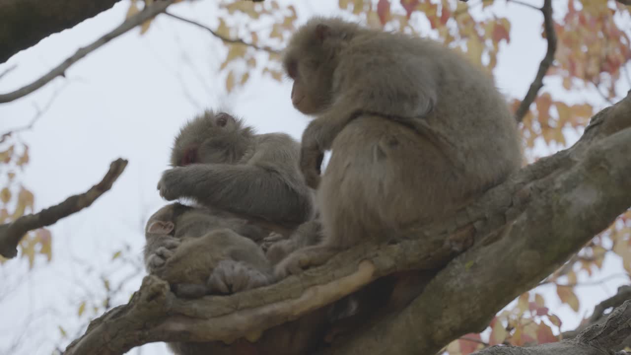 familia de macacos japoneses en el árbol, arreglando y recogiendo insectos de la piel