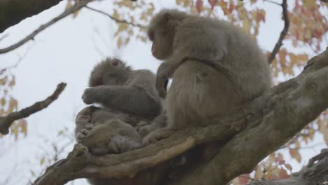 japanese macaque family in tree, grooming and picking bugs from fur