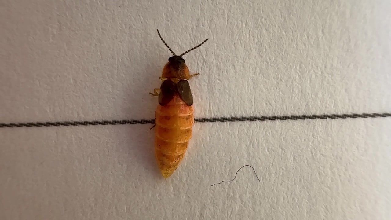 Insect move hand leg upside down rolling beetle glowing worm scale female flashing light emitting bioluminescence luciferin biochemical firefly Iran night darkness science nature Hyrcanian forest bug