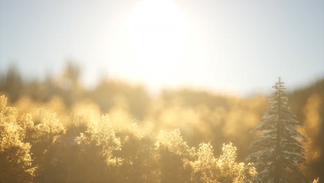 Pine-forest-on-sunrise-with-warm-sunbeams