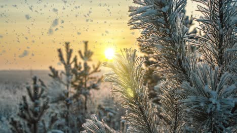 snow falling nature forest trees landscape on white sunny winter day mood. light and bright snow cold time, video loop, cinemagraph. video loop