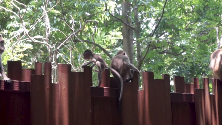 Young monkey with its mother on top of a fence in Thailand