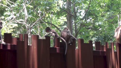 young monkey with its mother on top of a fence in thailand