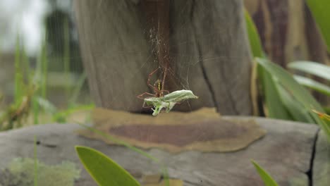 cruz de san andrés araña hembra parte inferior agarrándose a la mantis orante atrapado en la red de día soleado australia victoria gippsland maffra