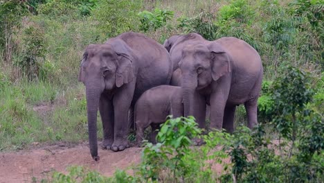 Die-Asiatischen-Elefanten-Sind-Vom-Aussterben-Bedroht-Und-Sie-Sind-Auch-In-Thailand-Beheimatet