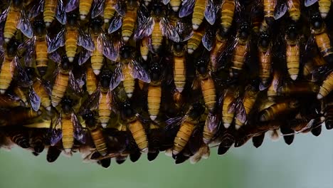 Se-Sabe-Que-Las-Abejas-Melíferas-Construyen-Grandes-Colonias-De-Nidos-Con-Bolsillos-Simétricos-Hechos-De-Cera-Para-Almacenar-Miel-Como-Fuente-De-Alimento