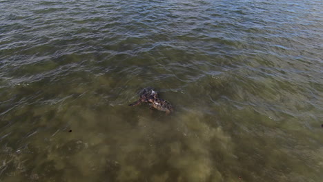 dron fpv en cámara lenta, dos tortugas marinas peleando entre sí con sus aletas en el agua