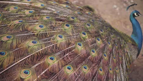 Vista-Lateral-De-Un-Pájaro-Pavo-Con-Hermosas-Plumas-Largas