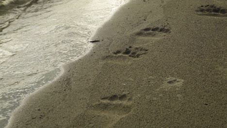 Bear-Footprints-on-Sandy-Shore-of-Alaskan-River