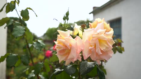 orange rose flowers in full bloom outside the backyard garden