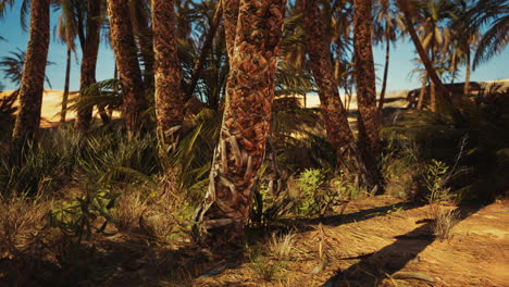 date palm plantation at sunset