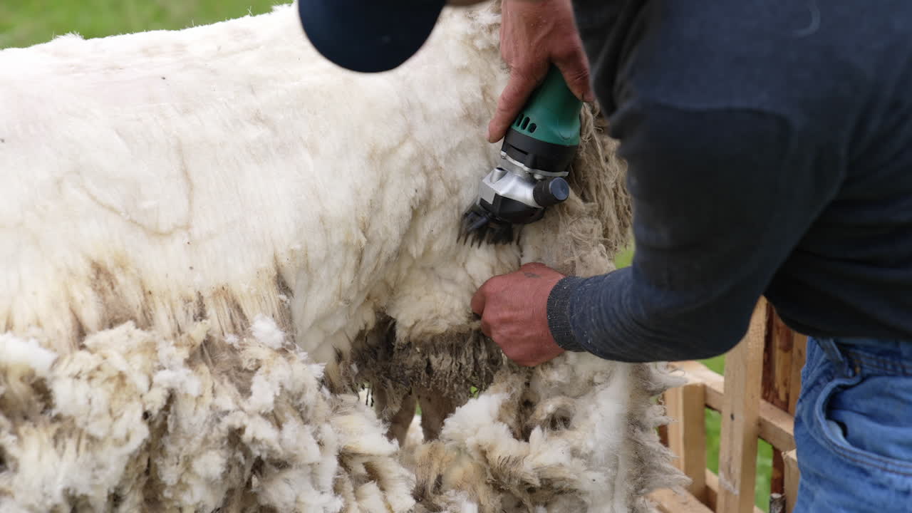 Man shared wool from the sheep with electric machine on a farm. Handsome farmer shearing the sheep.