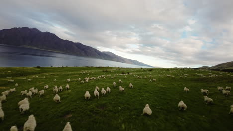 slow motion fpv shot overhead a herd of sheep running over a hill in new zealand