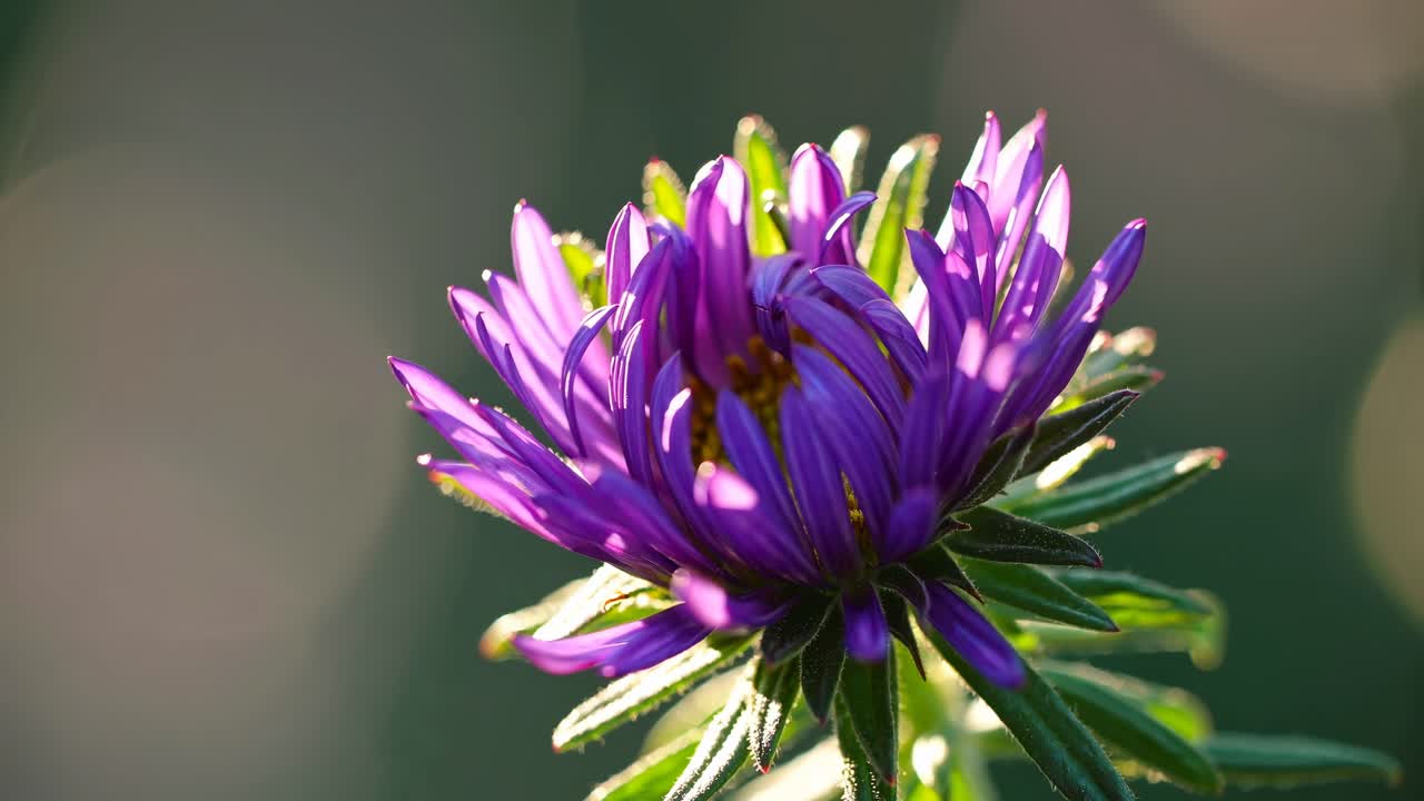 Nærbilde videoopptak av en spirende blomst med myk belysning, som fanger intrikate detaljer og teksturer