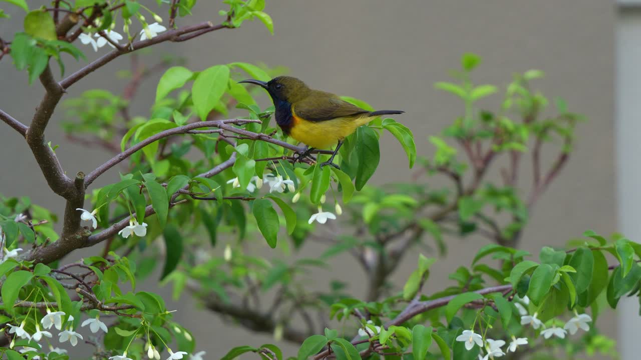 오리브 뒷받침을 가진 수 새, 빛나는 털, wrightia religiosa bonsai의 가지에 앉아서, 멀리 뛰어, 근접 촬영