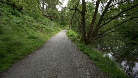 Camera-traveling-up-a-woodland-footpath-surrounded-by-trees