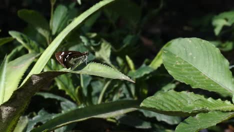 butterfly perched on weeds, macro hd video