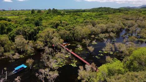 revelación aérea: puente de madera en el hermoso bosque de manglares del jardín botánico en rayong, océano de tailandia en la distancia
