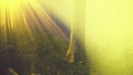 Sun rays deep in the forest in spring