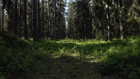 Volando-Bajo-En-El-Bosque-Entre-árboles---Disparo-De-Drone