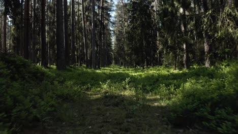 flying low in the forest between trees - drone shot