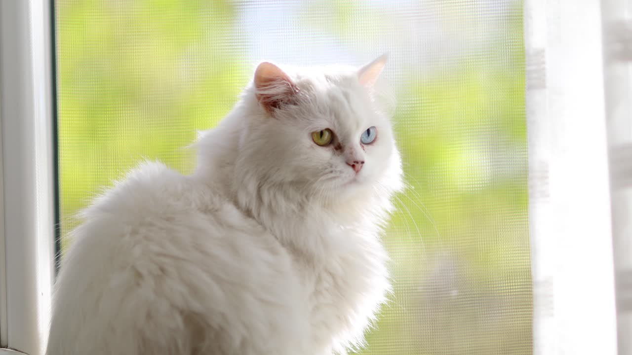 완전한 이색을 가진 국내 고양이. 다른 색의 눈을 가진  ⁇  고양이가 창문  ⁇ 에 앉아 있습니다.
