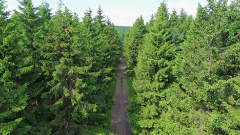 drone view as it flies between the trees and above the road on the mountains with green trees everywhere