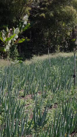 leek field with irrigation system