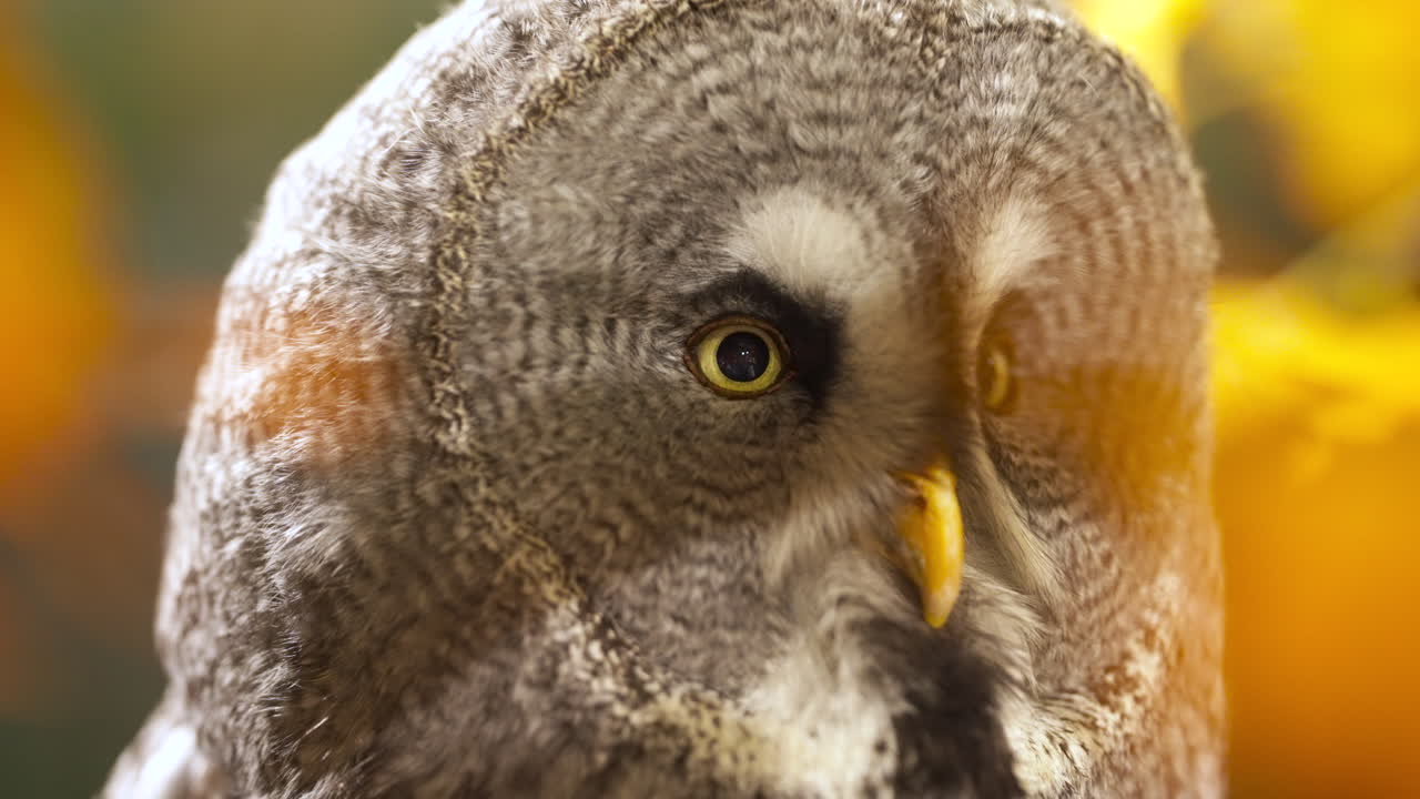 거리에 있는 무언가에 초점을 맞추는 경고에 큰 회색 올빼미의 클로즈업