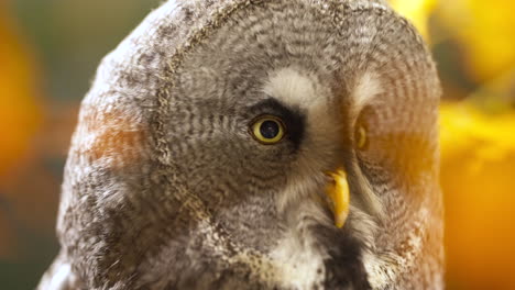 close-up of a great grey owl on alert focusing on something in distance