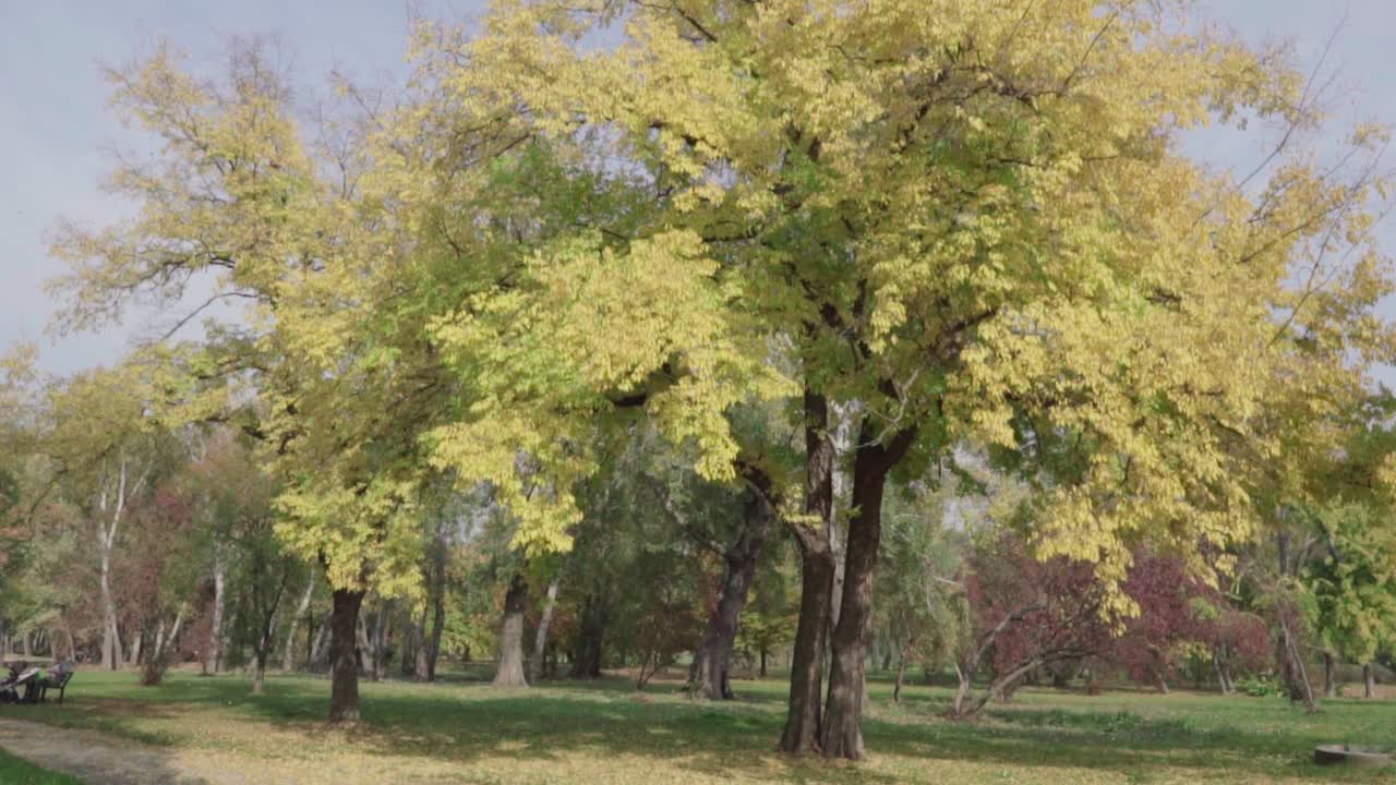 hojas cayendo en cámara lenta