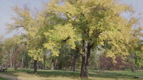 leaves falling in slowmotion