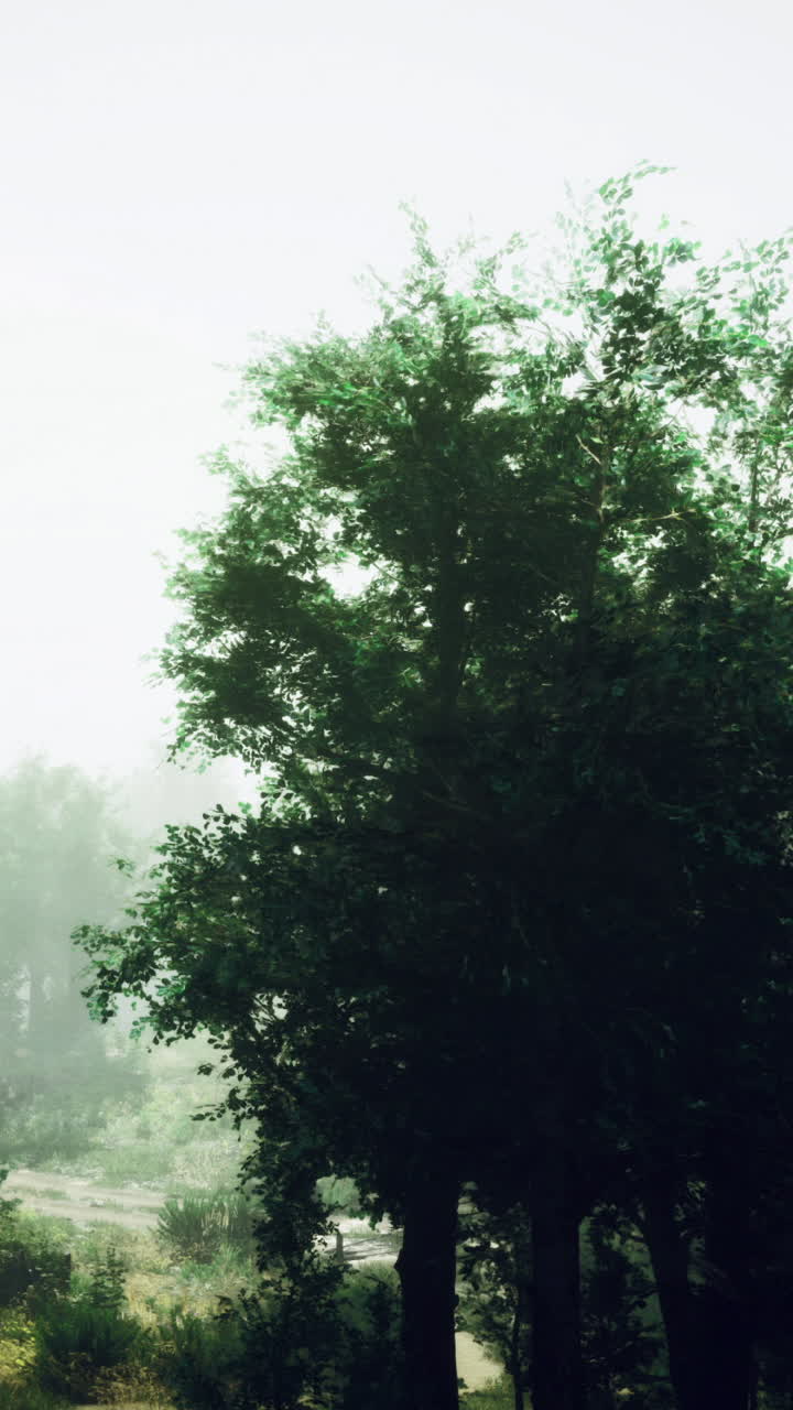 Misty morning in a lush green forest with trees and soft light