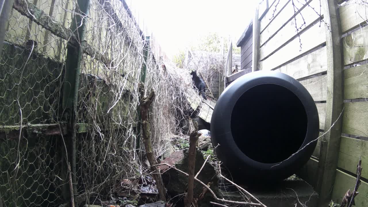 A cat is climbing up a fallen fence and taking a look around