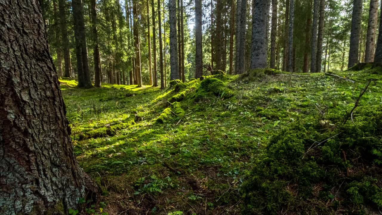 tiro de hiperlapso que muestra la sombra de los árboles en un denso bosque de musgo verde durante el día soleado