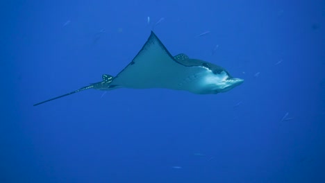 an majestic eagle ray are calmly cruising in the current