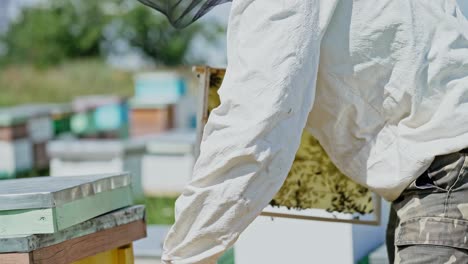 frames of a bee hive. beekeeper harvesting honey. working bees on honey cells. apiary concept.