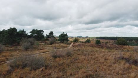 Savanne-Landfrieden-Im-Belgischen-Wald