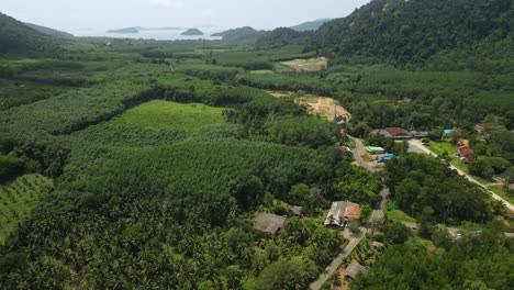aerial drone panorama of coastal agriculture plantations, rubber, palm oil