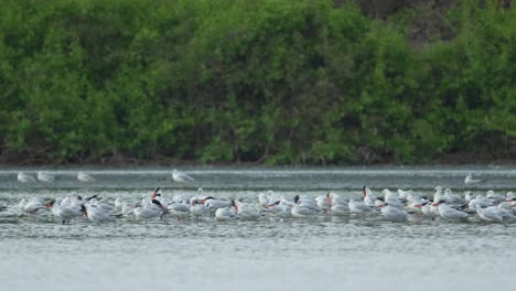 Los-Gaviotines-Se-Sientan-En-Un-Banco-De-Arena-Entre-El-Agua-De-Los-Manglares-Con-Otras-Aves-En-Mumbai