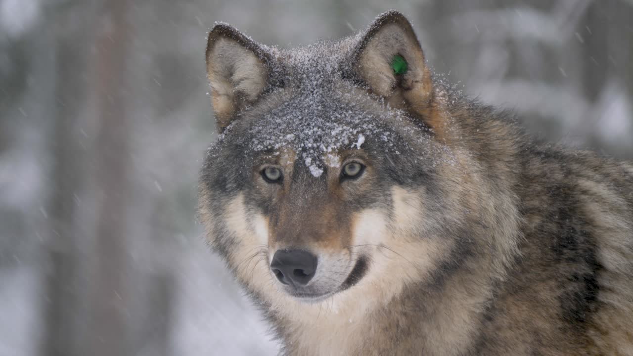 mirada penetrante de un gran lobo gris perseverando bajo una dura nevada fría - retrato de primer plano medio